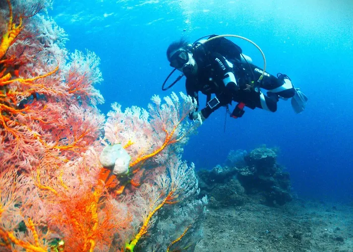 Kura Kura Divers